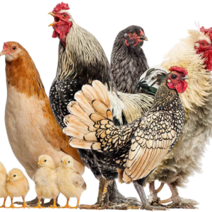 Probiotic Water Additive