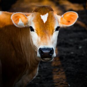 Cattle