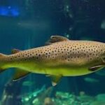 Trout Fish