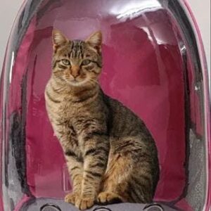 Cat Carrier Bag Larger