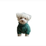 Diapers & Training Pads