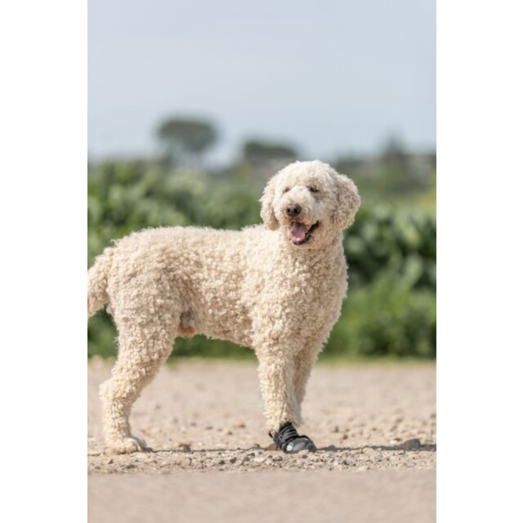 Dog Boots (5)