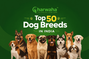 Top 50 Dog Breeds in India