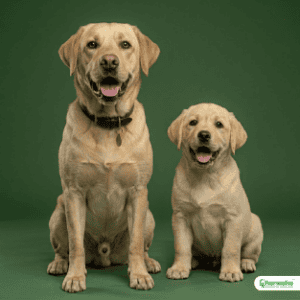 Labrador Retriever Dog Breed in India