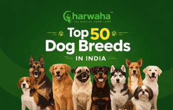 Top 50 Dog Breeds in India