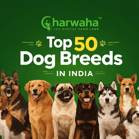 Top 50 Dog Breeds in India