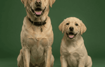 Labrador Retriever Dog Breed in India