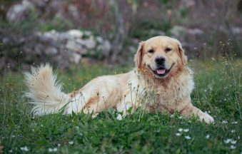 pexels-mihailo-jovicevic-1076080693-20731016