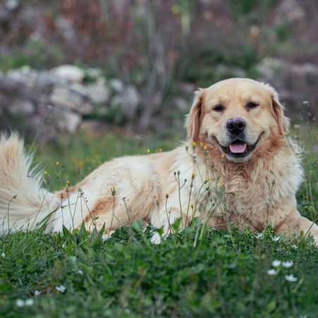 pexels-mihailo-jovicevic-1076080693-20731016